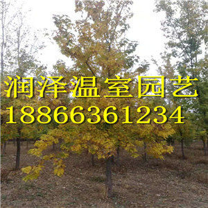 【挪威槭黃金楓產(chǎn)地 彩葉豆梨秋火焰供應(yīng)商 粉葉復(fù)葉槭種植 火焰衛(wèi)矛報(bào)價(jià)】 挪威槭黃金楓  挪威槭黃金楓 彩葉豆梨秋火焰