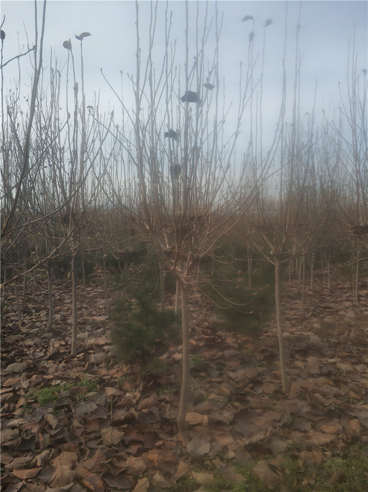 山東A級玉蘭基地 玉蘭基地 玉蘭苗 玉蘭苗供應商