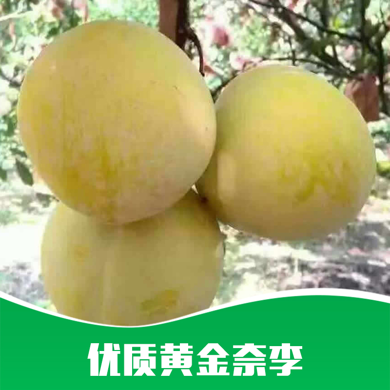 供應(yīng) 黃金奈李 果樹苗批發(fā) 嫁接黃金李果苗優(yōu)質(zhì) 李子樹苗黃金奈李 貴州基地批發(fā)