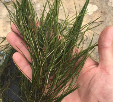 篦齒眼子菜 報(bào)價(jià)種植基地哪家好存活率怎么樣