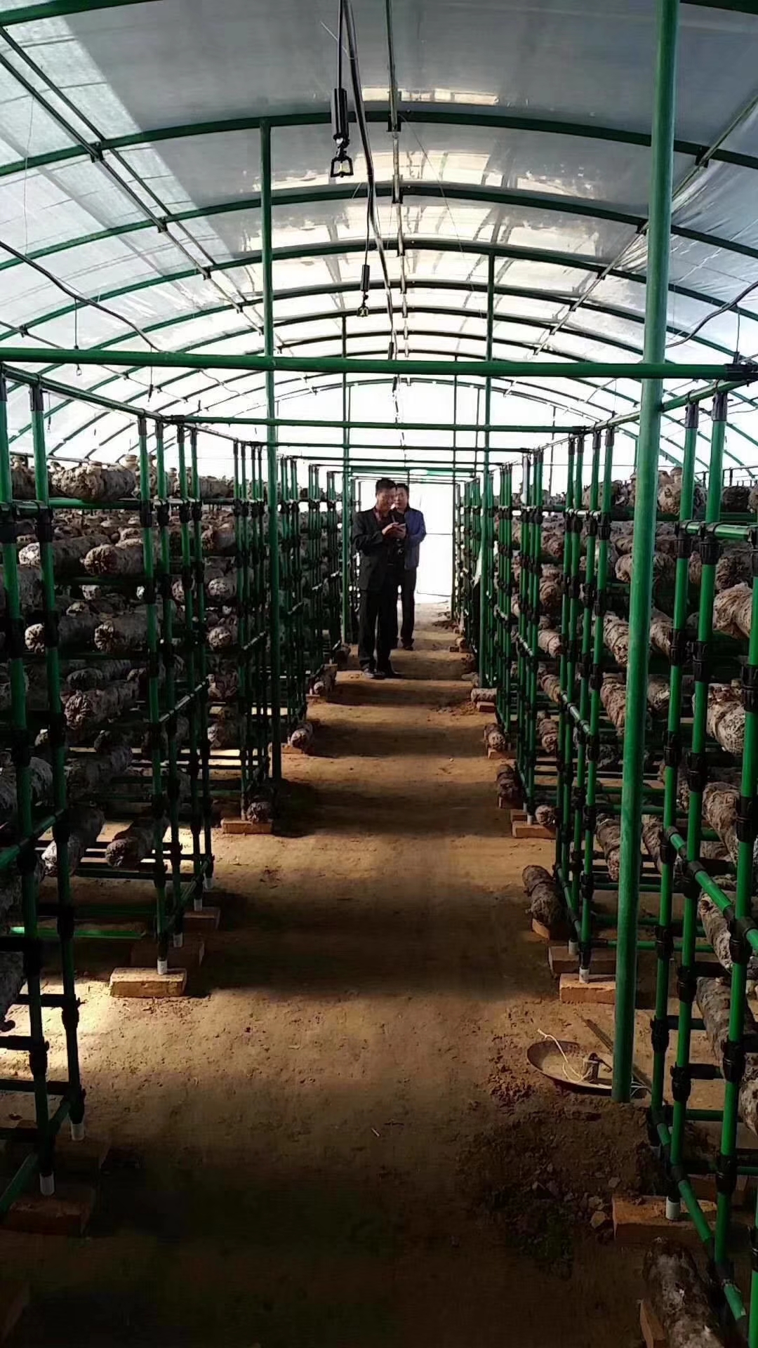 菌架廠家直銷菇架 蘑菇架 草莓架