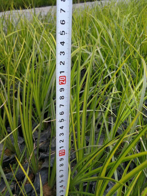 南通市周邊優(yōu)質(zhì)金葉石菖蒲；報(bào)價是多少