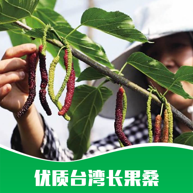 供應(yīng) 果樹苗木 四季長果桑樹苗 嫁接臺(tái)灣長果桑 桑葚苗 優(yōu)質(zhì)果樹苗基地批發(fā)