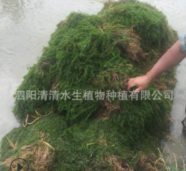 輪葉黑藻直銷  江蘇輪葉黑藻供應商 江蘇輪葉黑藻哪家好 江蘇輪葉黑藻批發(fā) 江蘇輪葉黑藻報價