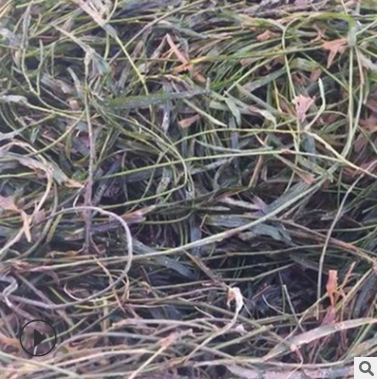 黃絲草報價 江蘇黃絲草批發(fā) 江蘇黃絲草供應商 江蘇黃絲草哪家好 江蘇黃絲草直銷