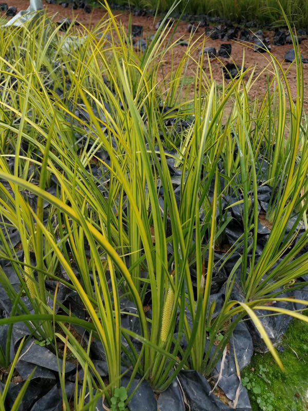 燈塔市金葉石菖蒲‘’價格實惠 規(guī)格齊全