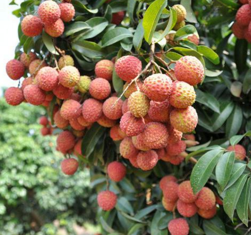 荔枝苗種植基地 荔枝 福建荔枝苗  荔枝種植廠家 荔枝苗價(jià)格 荔枝批發(fā)