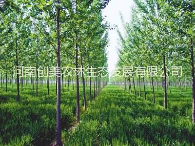 周口林業(yè)評估,林業(yè)評估服務,林業(yè)評估事務所