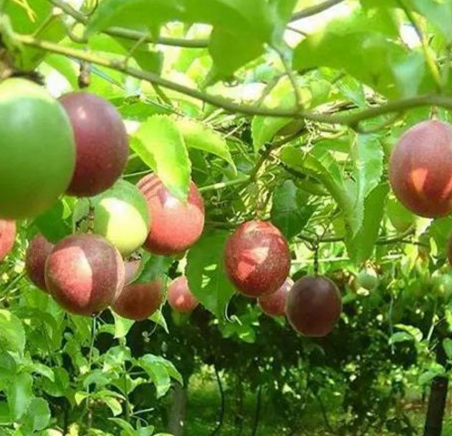 福建百香果生產(chǎn)基地-廠家批發(fā)直銷