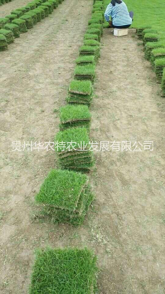 訂制馬尼拉草場~興義馬尼拉草皮~興義草皮基地電話~興義草坪單價