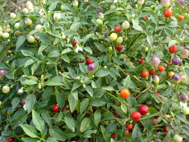 供應(yīng)紅板栗南瓜種子 紅板栗南瓜種子 南瓜種子