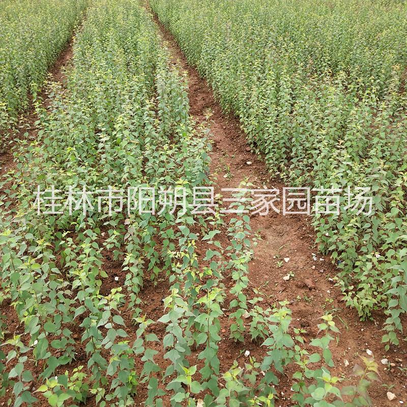 青梅小苗 酸梅種苗 廣西青梅苗