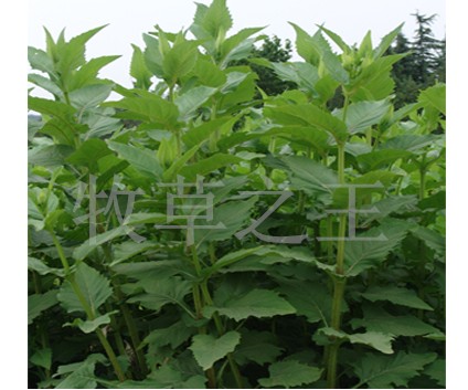 供應(yīng)牧草串葉松香草種子 牧草串葉松香草種子