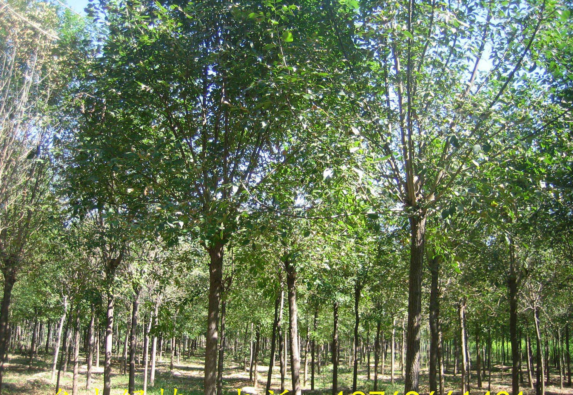 白蠟樹供應(yīng) 蠟種植基地