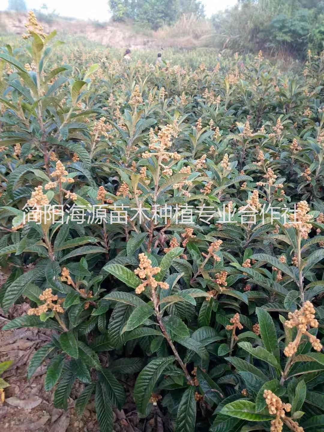 云南大五星枇杷苗種植基地直銷價(jià)格