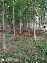 銀杏樹基地 銀杏樹苗批發(fā) 銀杏樹苗供應商