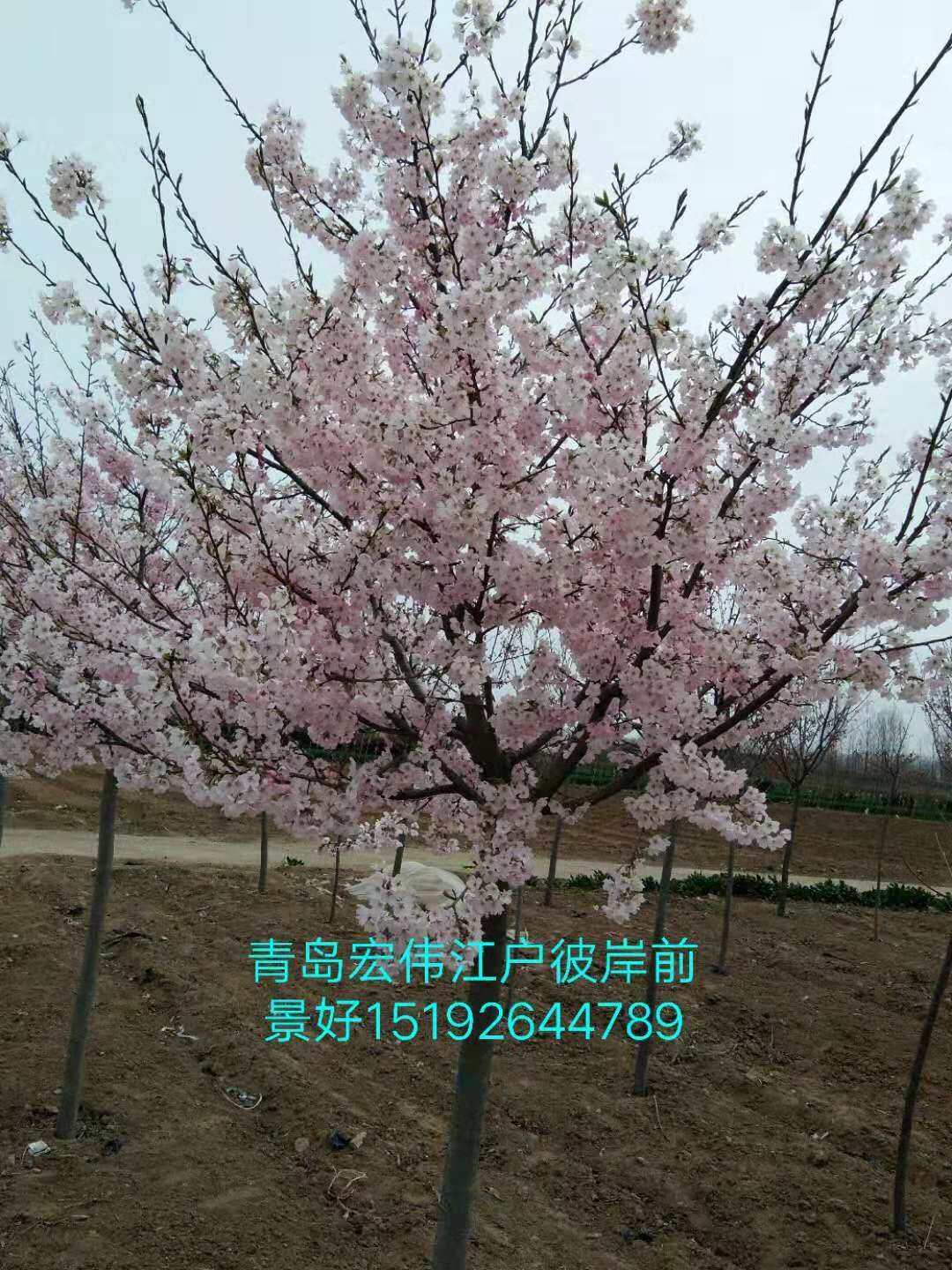 山東青島高桿櫻花基地-青島高桿櫻花價(jià)格/廠家批發(fā)報(bào)價(jià)供應(yīng)商