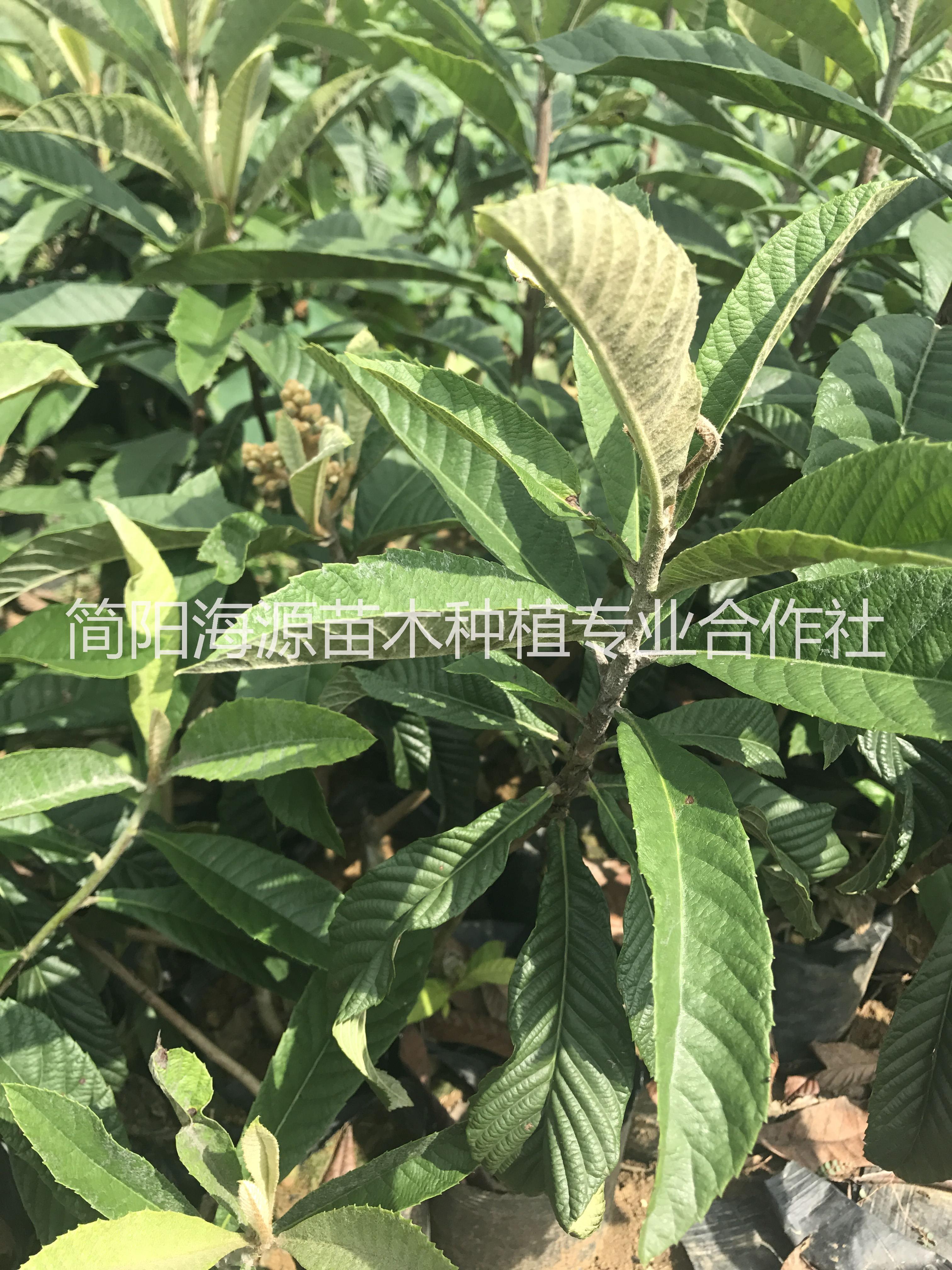 四川枇杷營養(yǎng)杯苗種植基地直銷價格