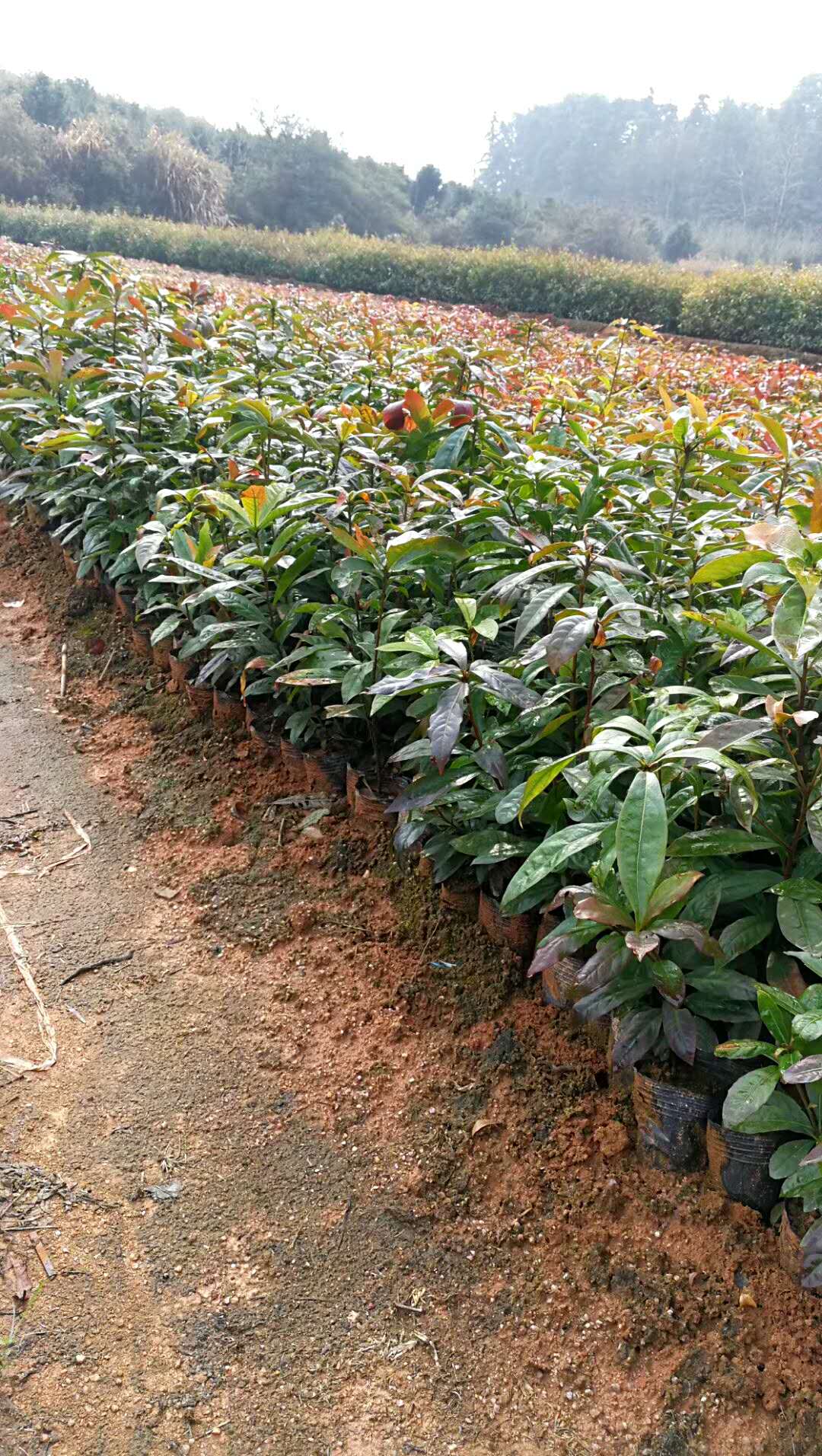 江西木荷苗供應(yīng)商 木荷苗報價 直銷木荷苗 出售木荷苗 木荷苗供應(yīng)商 供應(yīng)木荷苗 木荷苗哪家好 木荷苗怎么賣