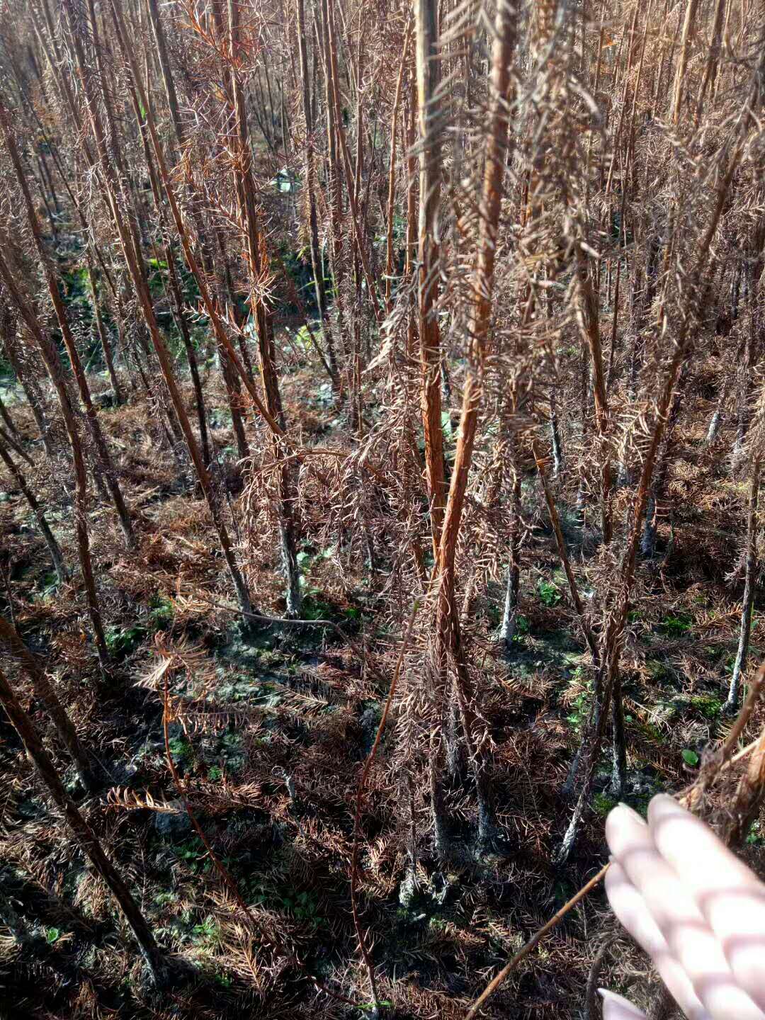江西擦木苗報價 全國供應(yīng)擦木苗 直銷擦木苗 出售擦木苗 擦木苗供應(yīng)商 供應(yīng)擦木苗 擦木苗報價 擦木苗哪家好