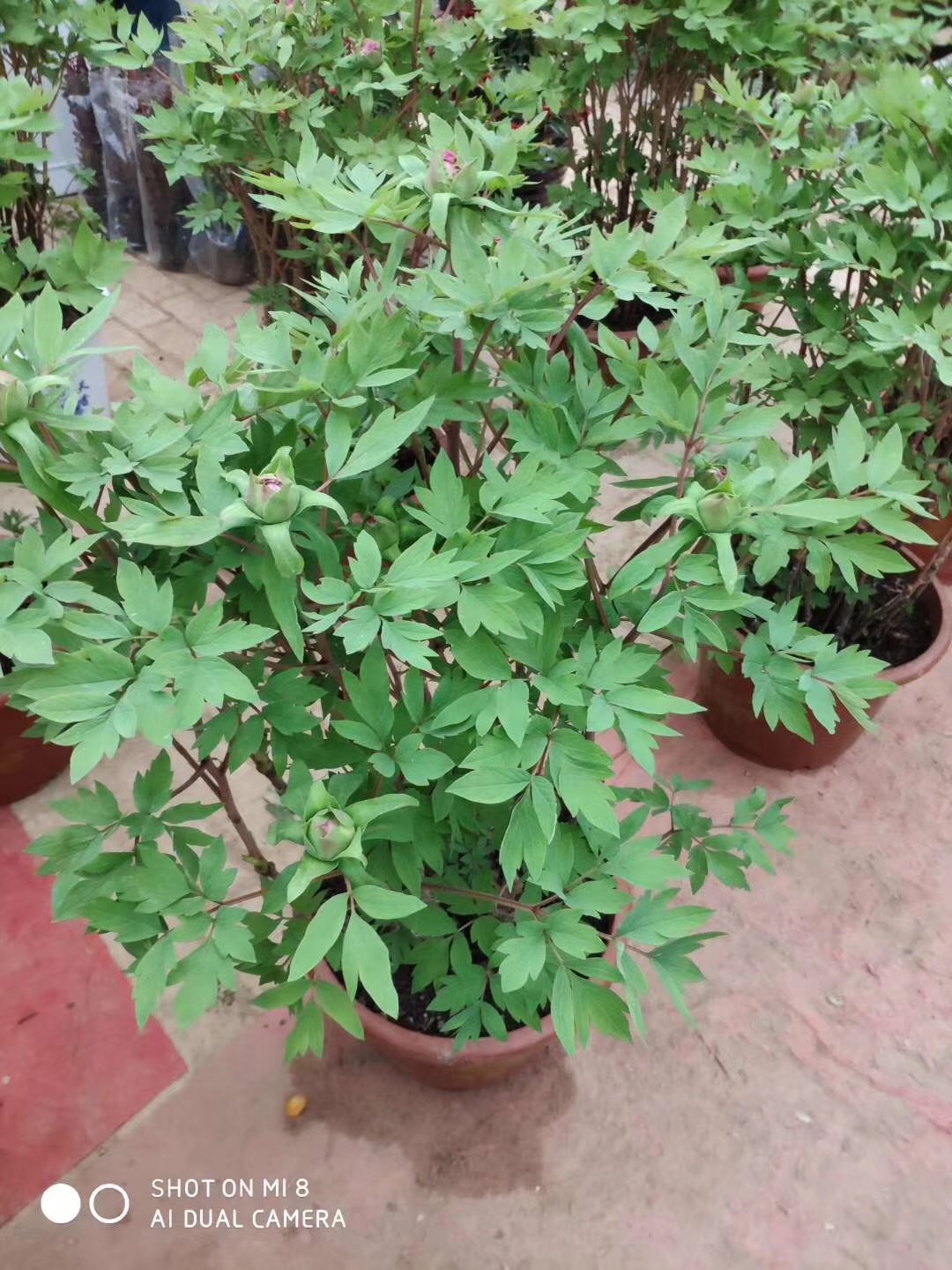 盆栽催花牡丹種植基地品種齊全