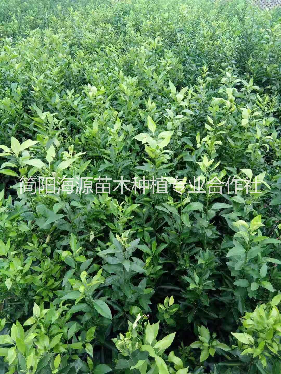 四川南充耙耙柑裸根苗種植基地銷售批發(fā)價格 高存活率