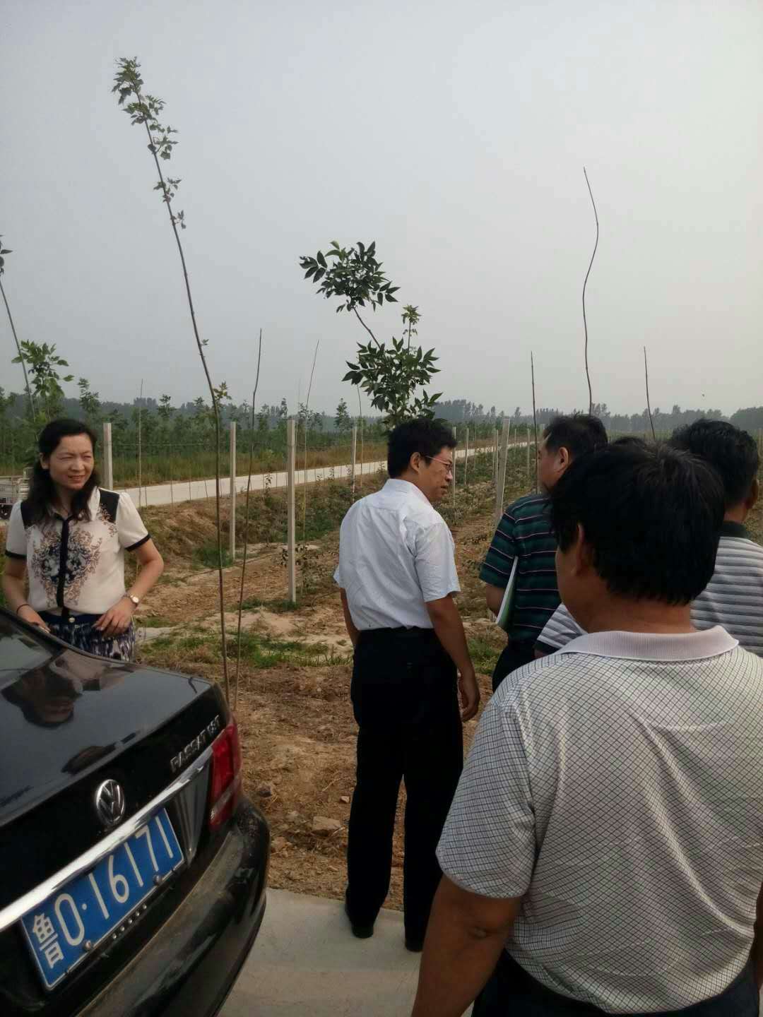 了解m9t337矮化蘋果苗培育方法