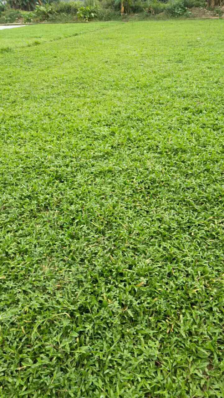 如何種植大葉油草草皮 東莞大葉油草供應(yīng)商 大葉油草坪