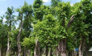 小葉榕盆景 小葉榕盆景報價表  小葉榕盆景批發(fā)價 小葉榕盆景報價 小葉榕盆景圖片小葉榕盆景供應商