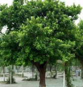 小葉榕綠化樹(shù) 小葉榕綠化樹(shù)批發(fā)價(jià) 小葉榕綠化樹(shù)供應(yīng)商 廣東小葉榕綠化樹(shù) 小葉榕綠化樹(shù)圖片 小葉榕綠化樹(shù)批發(fā)