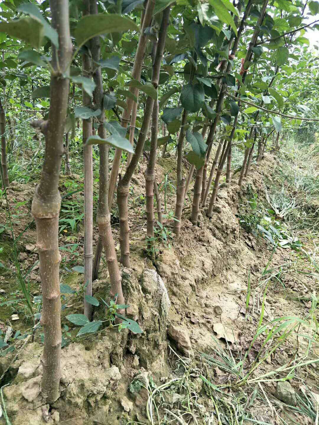 了解m9t337矮化蘋果苗培育方法