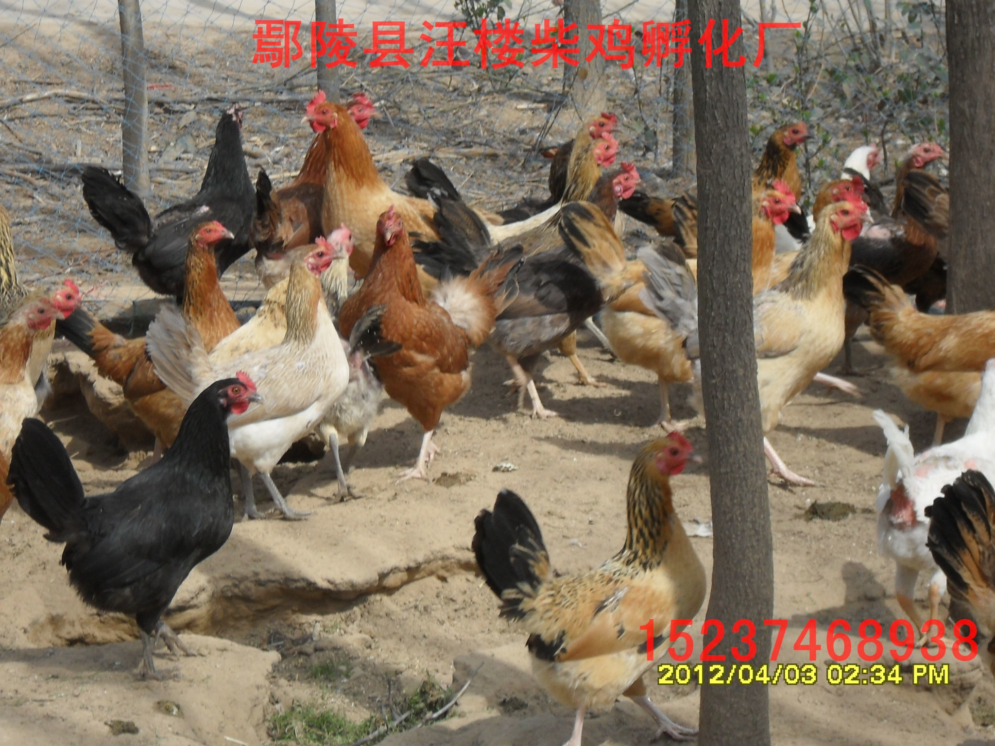 柴雞苗  優(yōu)質(zhì)柴雞苗 ，散養(yǎng)柴雞