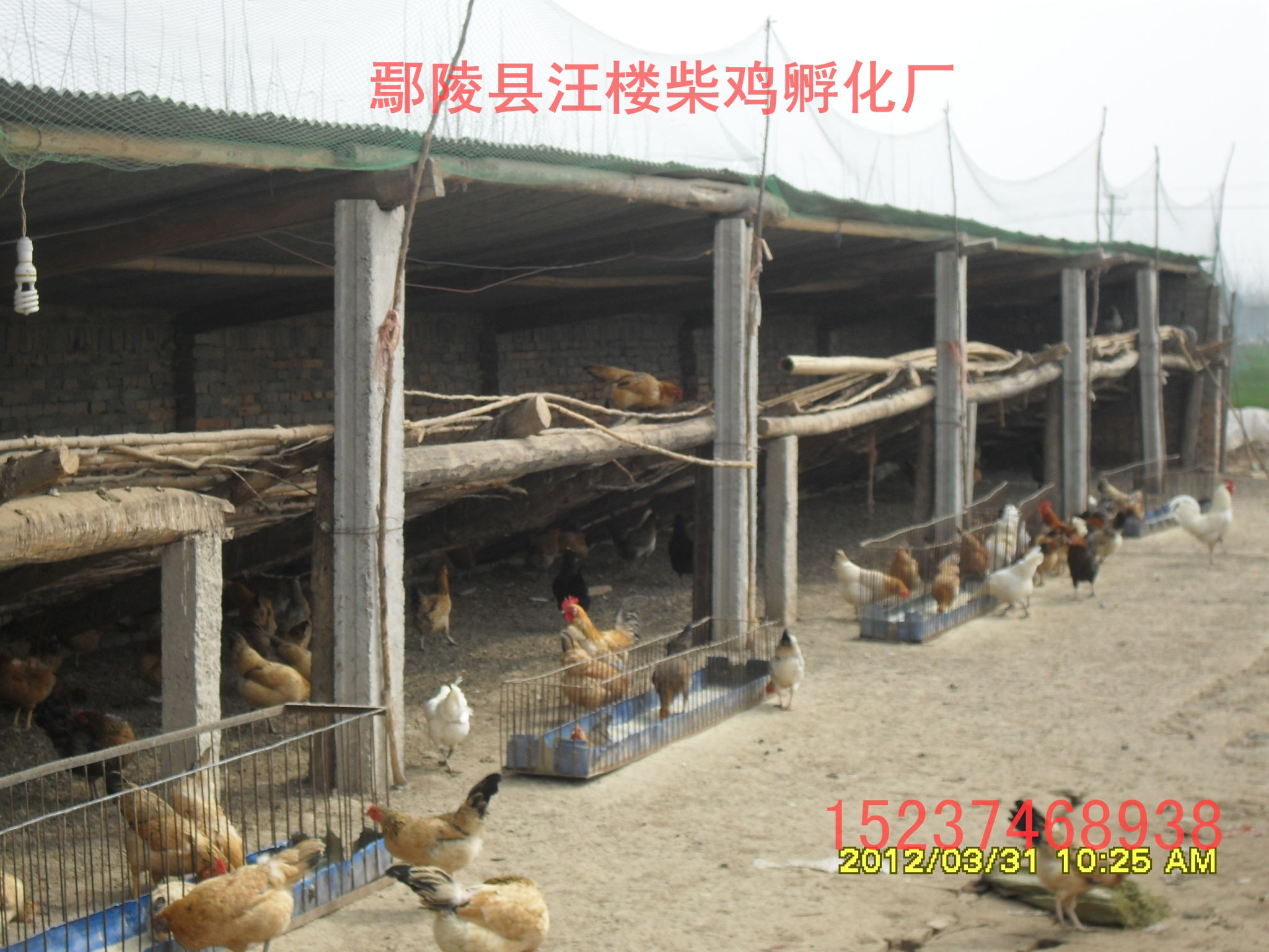 柴雞苗  優(yōu)質(zhì)柴雞苗 ，散養(yǎng)柴雞