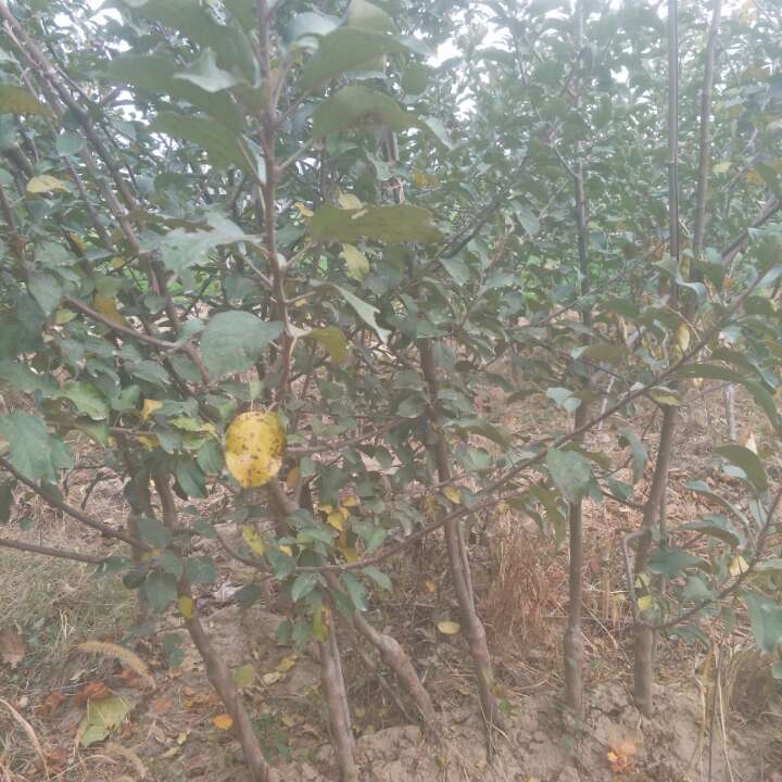 山東冠縣蘋果苗基地哪家好