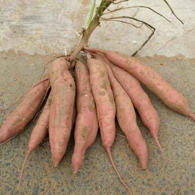 陜西板栗薯紅薯苗廠家  陜西板栗薯紅薯苗價(jià)格  陜西板栗薯紅薯苗哪家好  陜西板栗薯紅薯苗報(bào)價(jià)表  陜西板栗薯紅薯苗