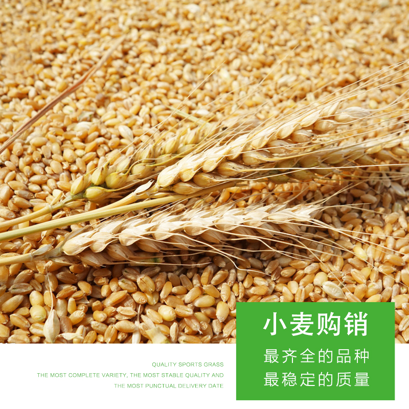 甘南縣盈合糧食  雜糧 粗糧 小麥購銷 廠家批發(fā) 有機(jī)小麥