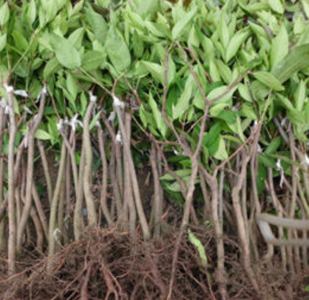 霧蓮果苗批發(fā)價(jià)格 優(yōu)質(zhì)霧蓮果苗供應(yīng)基地