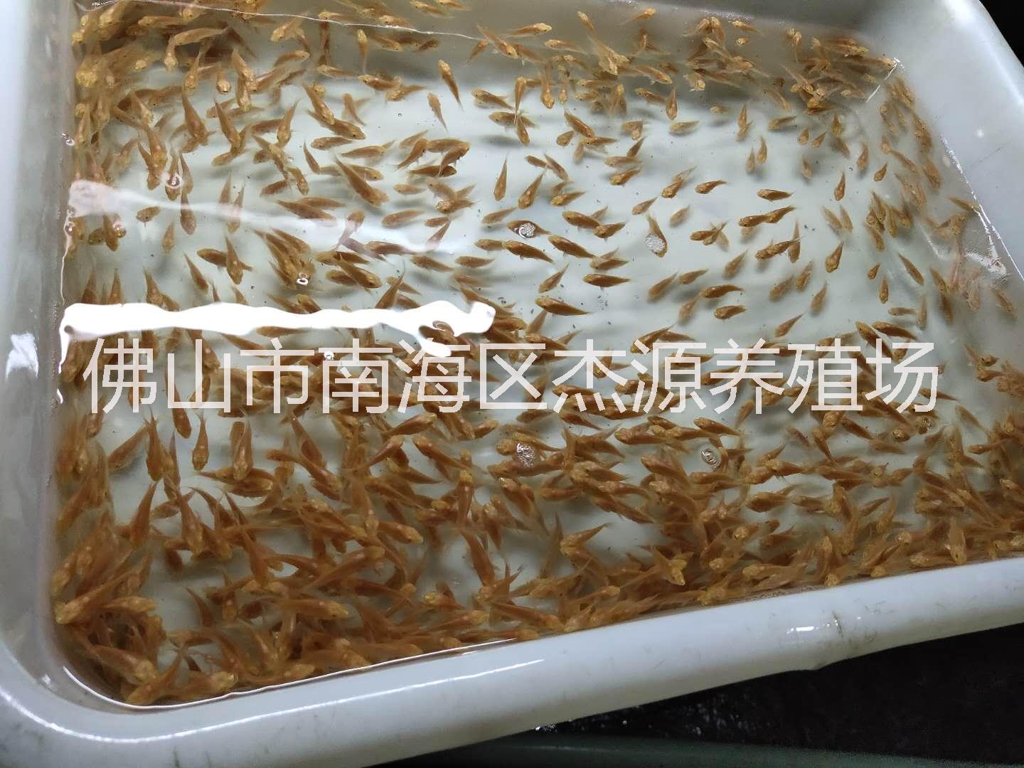 廣州地圖魚(yú)-地圖魚(yú)批發(fā)地圖魚(yú)廠(chǎng)家地圖魚(yú)繁殖場(chǎng)價(jià)格