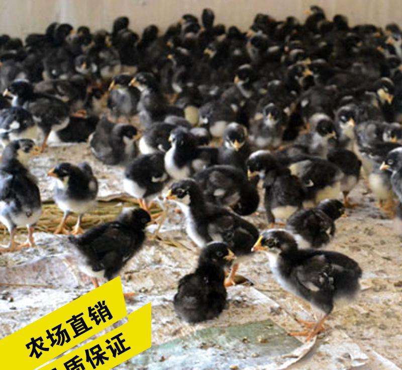 蘆花雞苗 廣州蘆花雞苗批發(fā) 廣州蘆花雞苗廠家  廣州蘆花雞苗供應(yīng)商 廣州蘆花雞苗批發(fā)價(jià)格行情