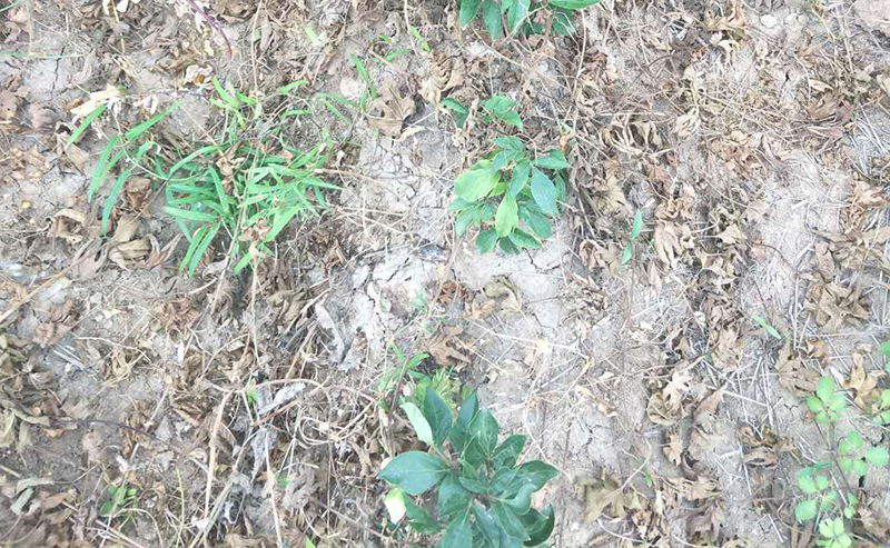 芍藥種植 如何種植芍藥