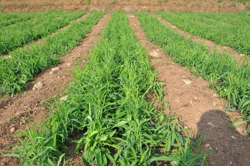 柴胡 廠家專業(yè)種植柴胡 多年種植經(jīng)驗 訂購熱線：13856700038