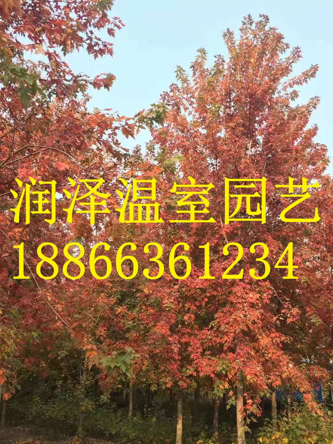 【挪威槭黃金楓-彩葉豆梨秋火焰-美國黑胡桃樹-美國紅楓-北美紅楓】