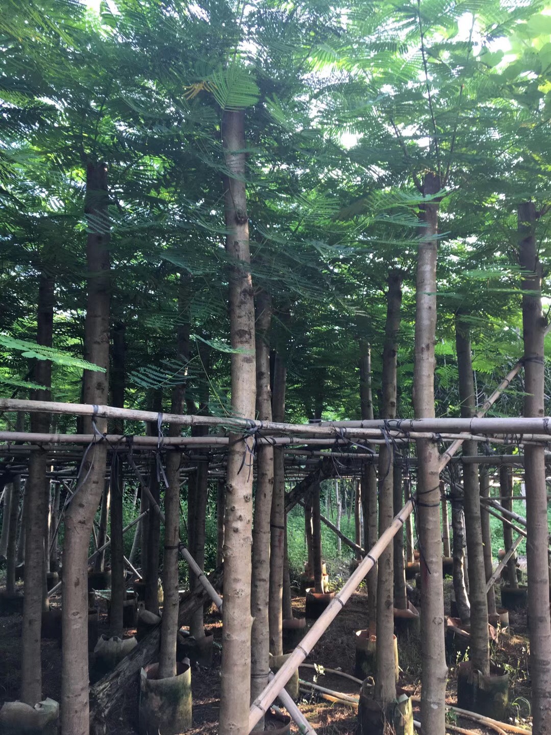 鳳凰樹 鳳凰樹種植基地 鳳凰樹批發(fā) 鳳凰樹批發(fā)價(jià)格 普寧鳳凰樹 普寧鳳凰樹哪家好 揭陽鳳凰樹 揭陽鳳凰樹哪家好 鳳凰樹