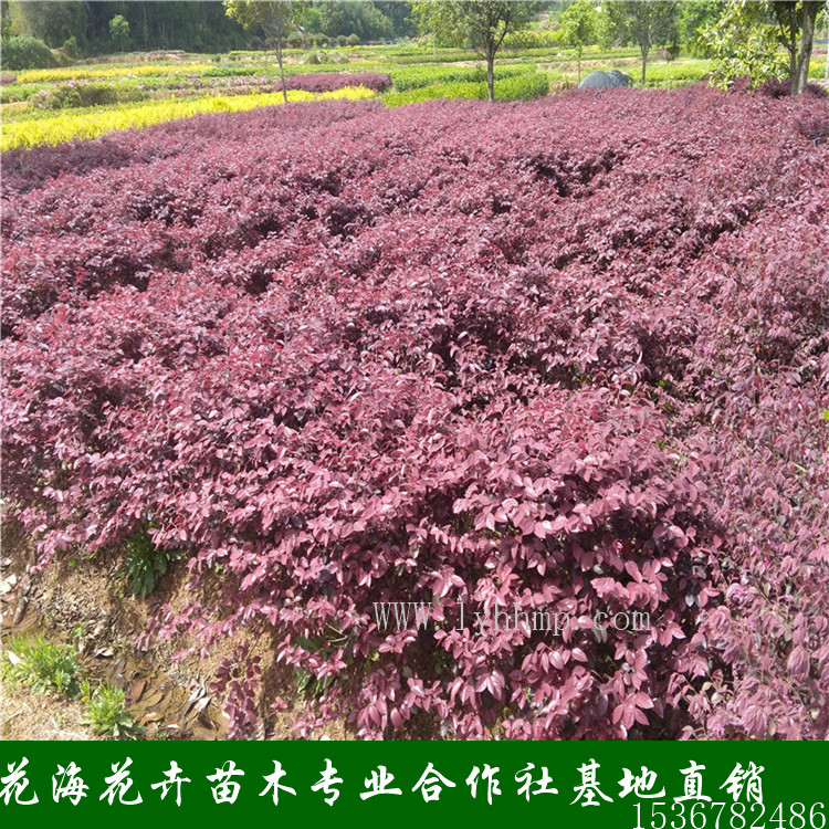 批發(fā) 紅花檵木小毛球 哪里有紅花檵木賣 紅花檵木產(chǎn)地直銷 批發(fā)色塊苗紅花檵木