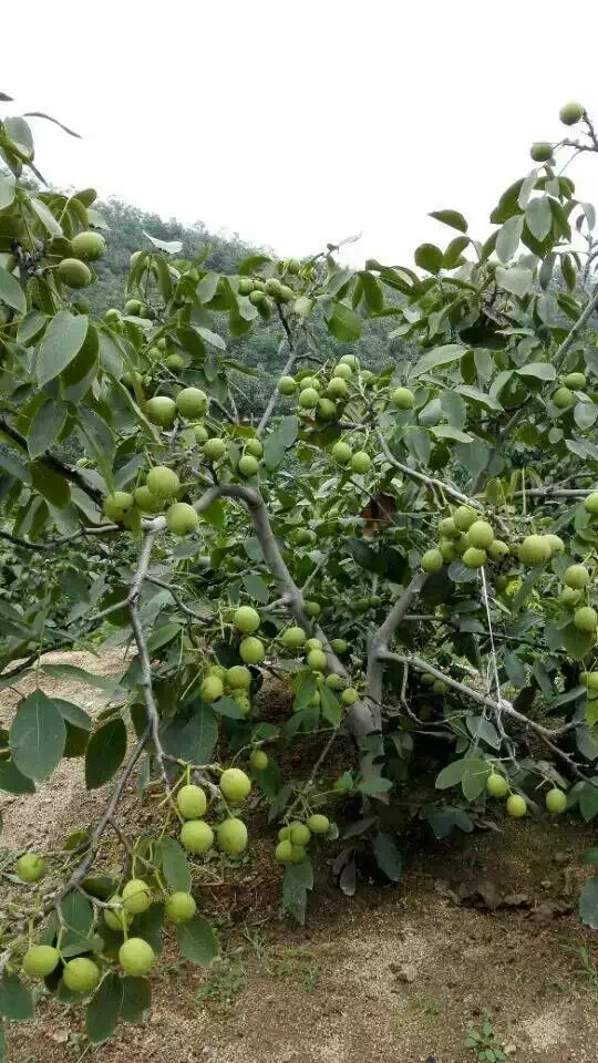 批發(fā)冠核一號薄皮核桃苗 畝產(chǎn)千斤 早實性強 核桃苗多少錢