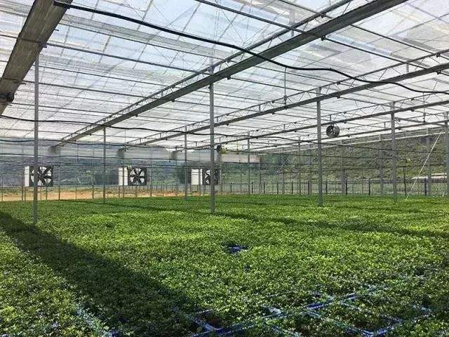 小型玻璃育苗溫室，育苗溫室，小型玻璃育苗溫室【圖片】，玻璃育苗溫室都有哪些設(shè)備