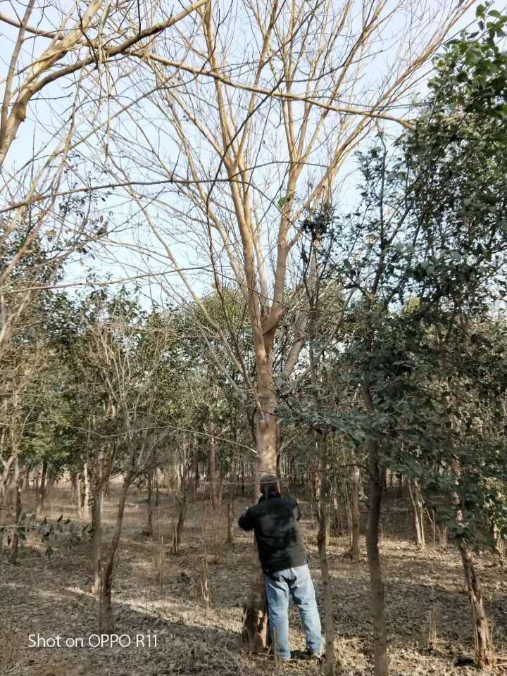 山東構(gòu)樹(shù)苗圃種植園批發(fā)報(bào)價(jià)銷(xiāo)售電話(huà)13515308351