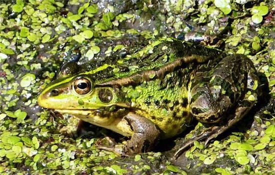 湖北錦億豐瑞生態(tài)農(nóng)業(yè)發(fā)展有限公司丨青蛙養(yǎng)殖