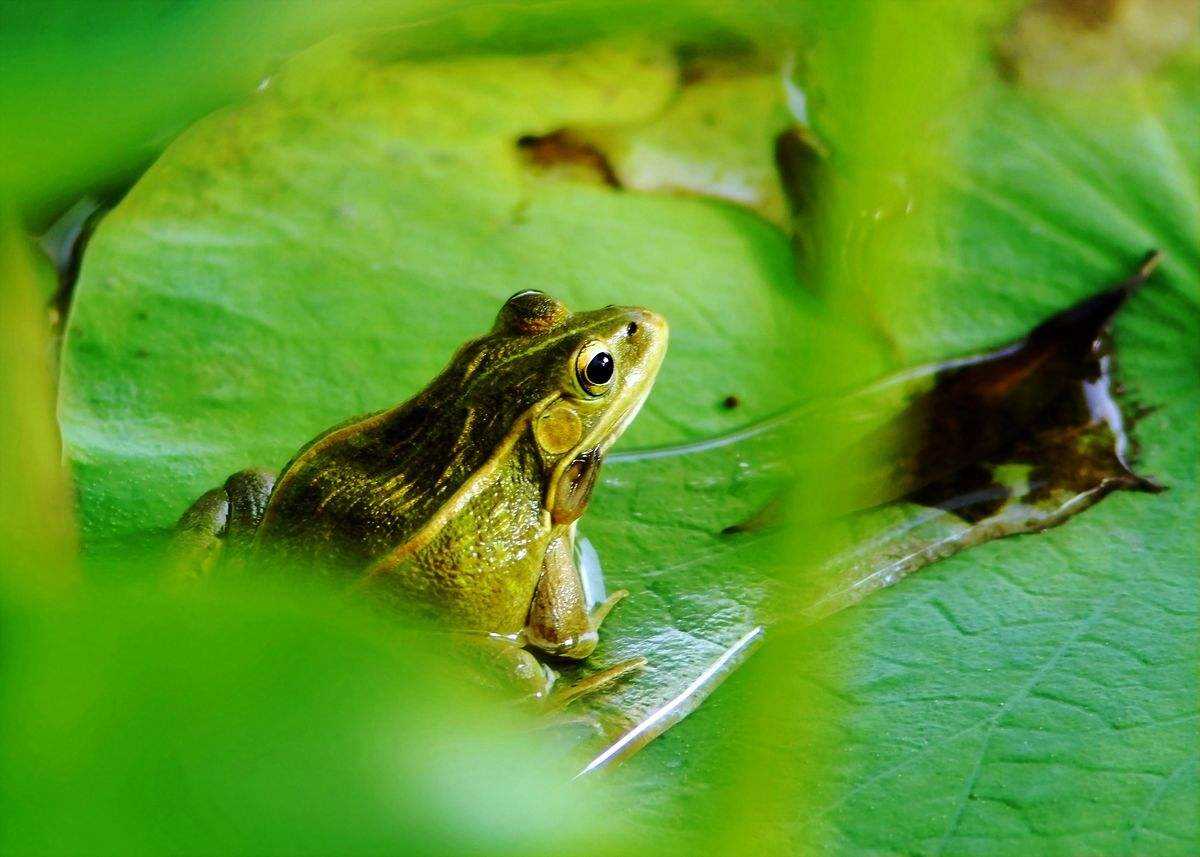湖北錦億豐瑞生態(tài)農(nóng)業(yè)發(fā)展有限公司丨青蛙養(yǎng)殖