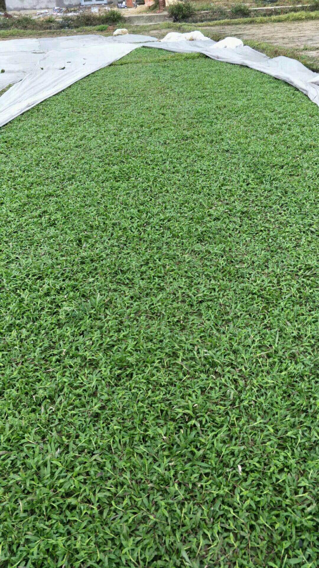 供應(yīng)馬尼拉卷草 優(yōu)質(zhì)馬尼拉卷草 馬尼拉卷草的優(yōu)缺點(diǎn)